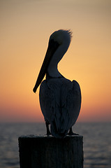 Image showing Brown Pelican, Pelecanus occidentalis