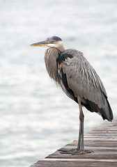 Image showing Great Blue Heron, Ardea herodias