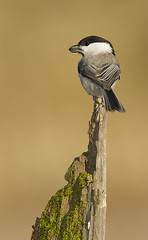 Image showing Willow Tit, Parus montanus