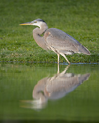 Image showing Great Blue Heron, Ardea herodias