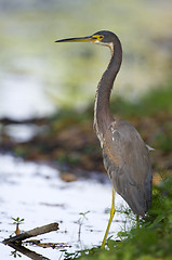 Image showing Tricolor Heron, Egretta tricolor