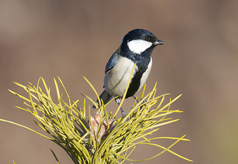 Image showing Great Tit, Parus major