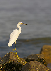 Image showing Snowy Egret, Egretta thula