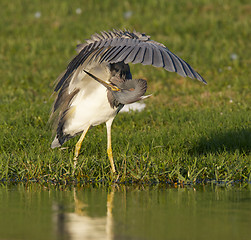 Image showing Tricolor Heron, Egretta tricolor