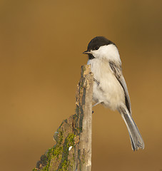 Image showing Willow Tit, Parus montanus