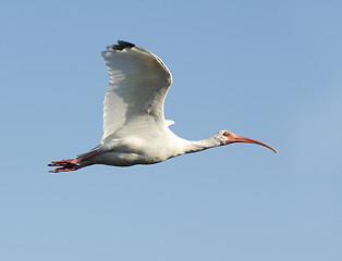 Image showing White Ibis, Eudocimus albus