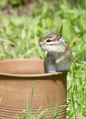 Image showing Siberian Chipmunk