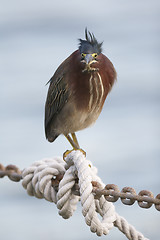 Image showing Green Heron, Butorides virescens