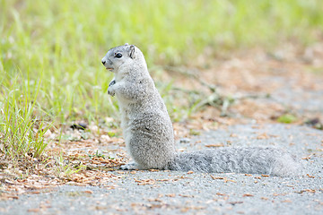 Image showing Delmarva Peninsular Fox Squirrel 