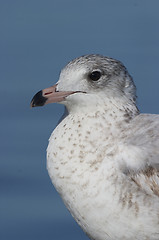 Image showing Mew Gull, Larus canus