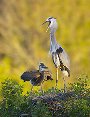 Image showing Great Blue Heron, Ardea herodias