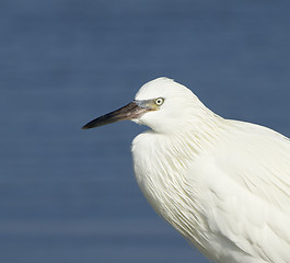 Image showing Reddish Egret, Egretta rufescens