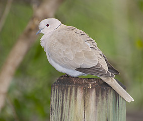 Image showing Mourning Dove, Zenaida macroura