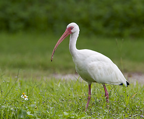 Image showing White Ibis, Eudocimus albus