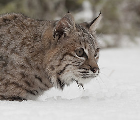 Image showing Bobcat