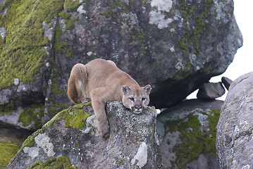 Image showing Mountain Lion