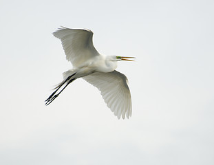 Image showing Great Egret, Ardea alba