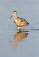 Image showing Marbled Godwit, Limosa fedoa