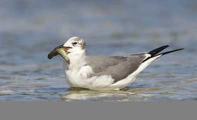 Image showing Laughing Gull, Larus atricilla