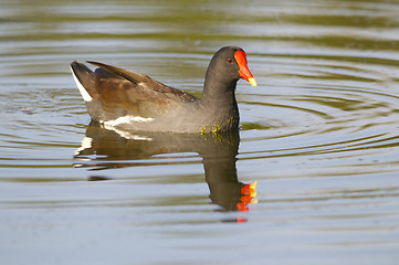 Image showing Common Moorhen, Gallinula chloropus