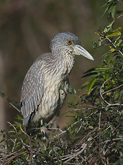 Image showing Adult Yellow-crowned Night Heron, Nyctanassa violacea