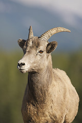 Image showing Big Horn Sheep 