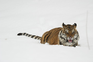 Image showing Amur Tiger