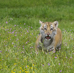 Image showing Tiger Cub