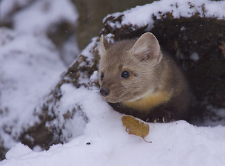 Image showing Pine Martin