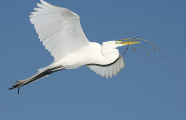 Image showing Great Egret, Ardea alba