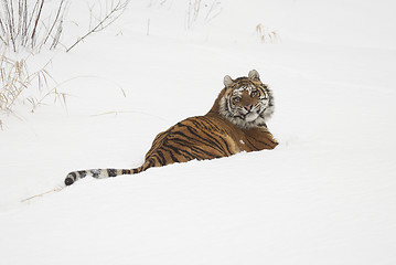 Image showing Amur Tiger