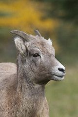 Image showing Female Big Horn Sheep portrait