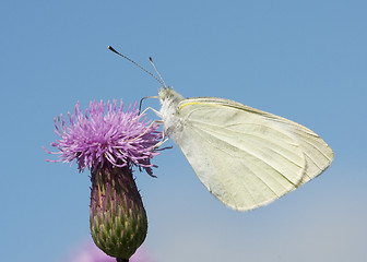 Image showing White Skipper Butterfly