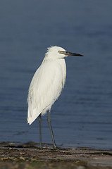 Image showing Reddish Egret, Egretta rufescens