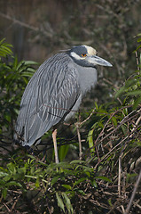 Image showing Adult Yellow-crowned Night Heron, Nyctanassa violacea