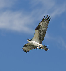 Image showing Osprey