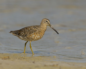 Image showing Short-billed Dowitcher, Limnodromus griscus