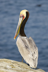 Image showing California Brown Pelican, Pelecanus occidentalis