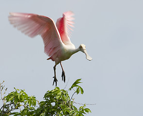 Image showing Roseate Spoonbill, Platalea ajaja