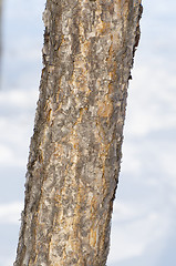 Image showing Bark of the Mongolian Oak Tree