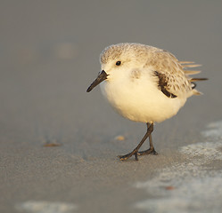 Image showing Sanderling, Calidris alba