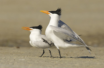 Image showing Royal Tern, Sterna maxima