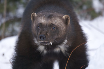 Image showing Wolverine