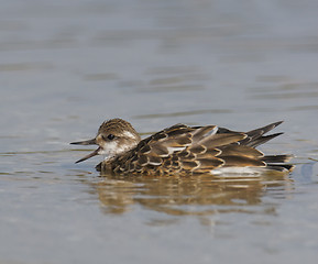 Image showing Ruddy Turnstone, Arenaria interpres