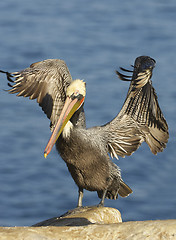 Image showing California Brown Pelican, Pelecanus occidentalis