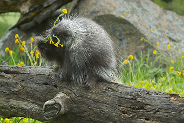 Image showing Porcupine eating on log