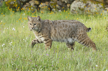 Image showing Bobcat in deep green grass