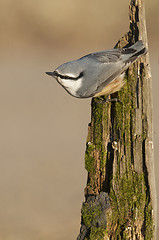 Image showing Eurasian Nuthatch, Sitta europaea