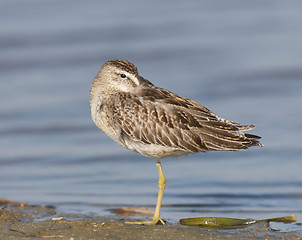 Image showing Short-billed Dowitcher, Limnodromus griscus