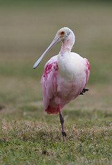 Image showing Roseate Spoonbill, Platalea ajaja